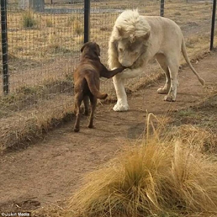 Aslan ve köpek herkesi şaşırttı