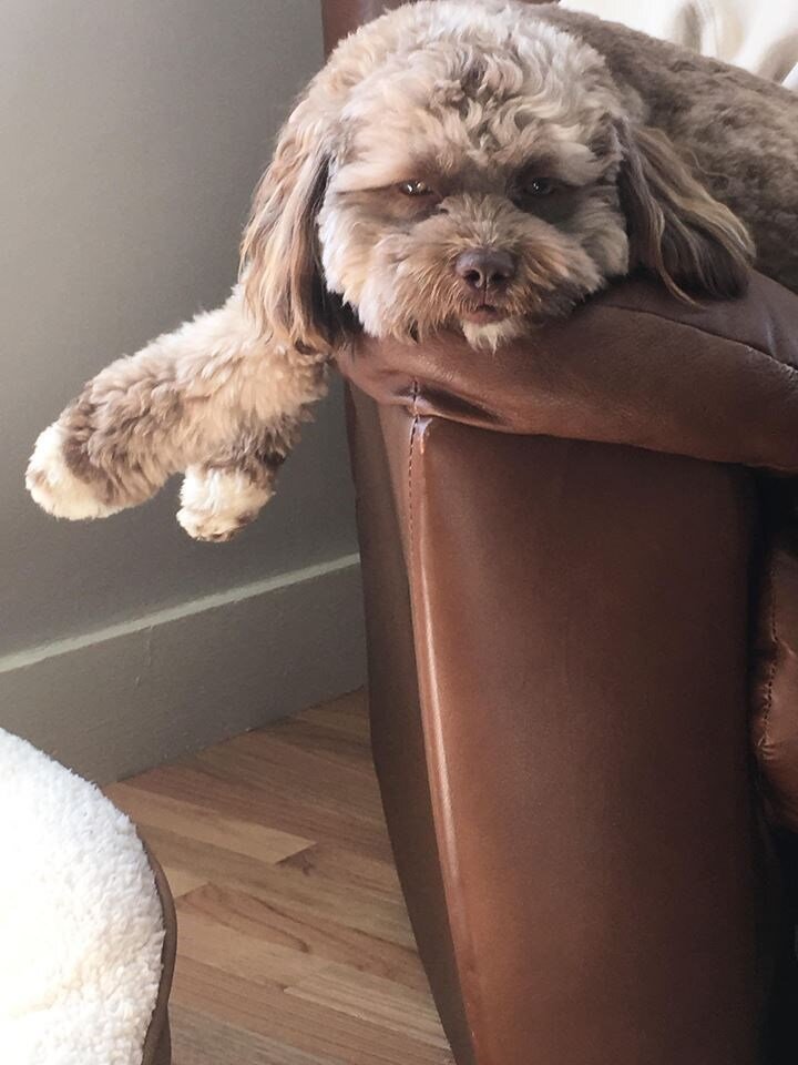 Insan Yuzlu Kopegi Gorenler Sasiryor Yeni Safak Insan Yuzlu Kopegi Gorenler Sasiryor Yeni Safak