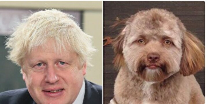 insan yuzlu kopegi gorenler sasiryor yeni safak