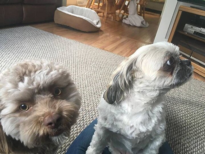 Insan Yuzlu Kopegi Gorenler Sasiryor Yeni Safak Insan Yuzlu Kopegi Gorenler Sasiryor Yeni Safak