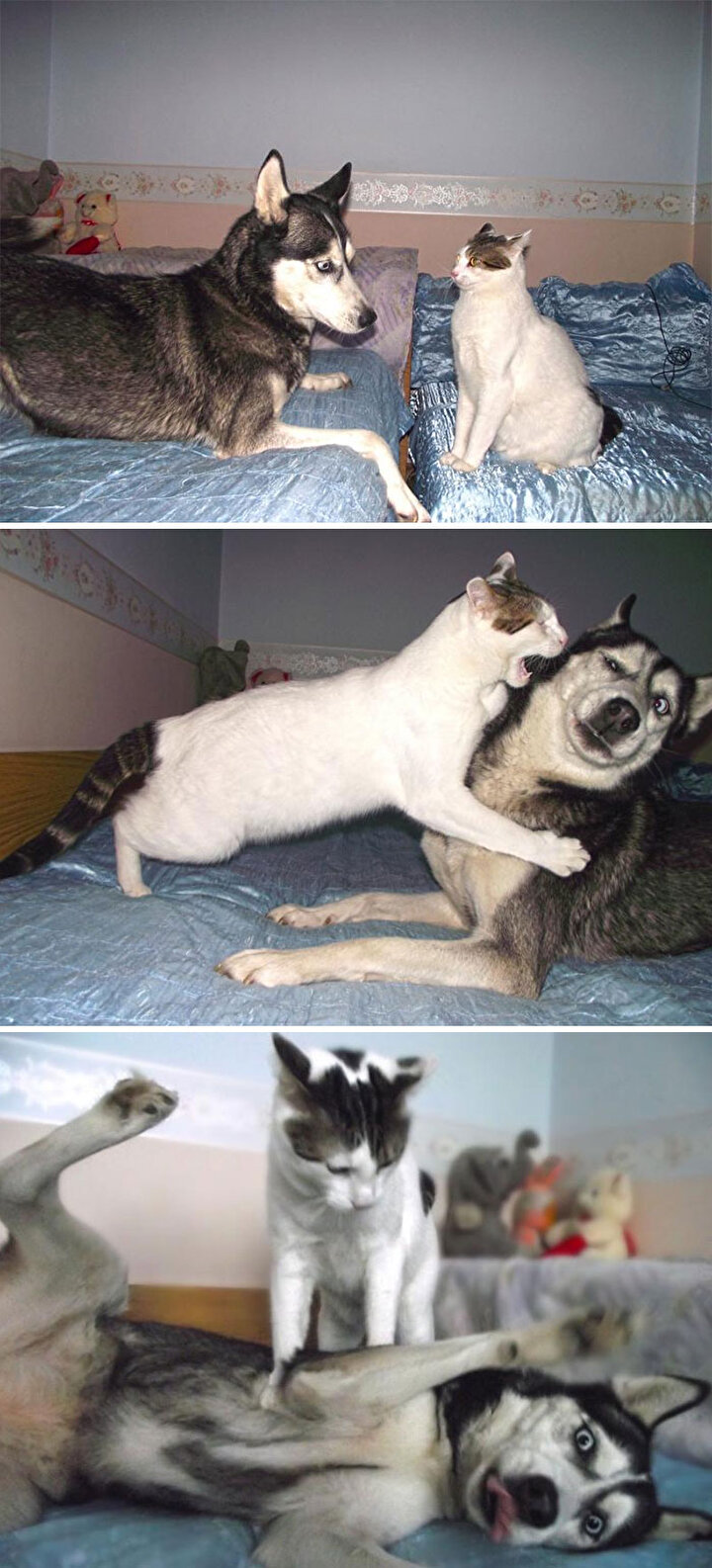 Dunyanin En Tuhaf Kopegi Husky Mi
