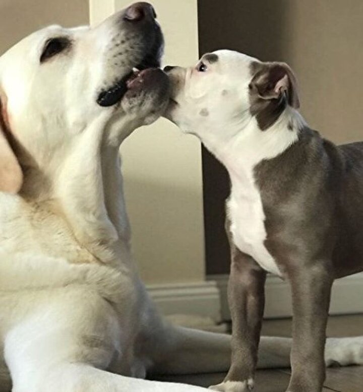 fenomen köpek