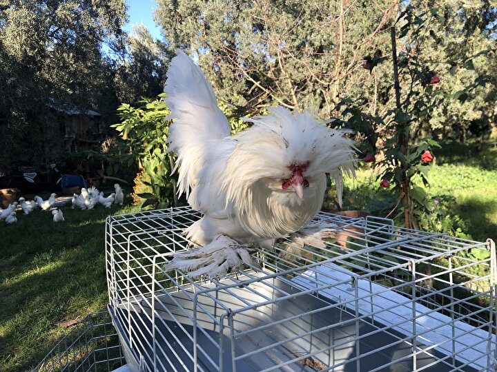 Yurt Disina Cikisi Yasak Degeri 10 Bin Lira Yeni Safak