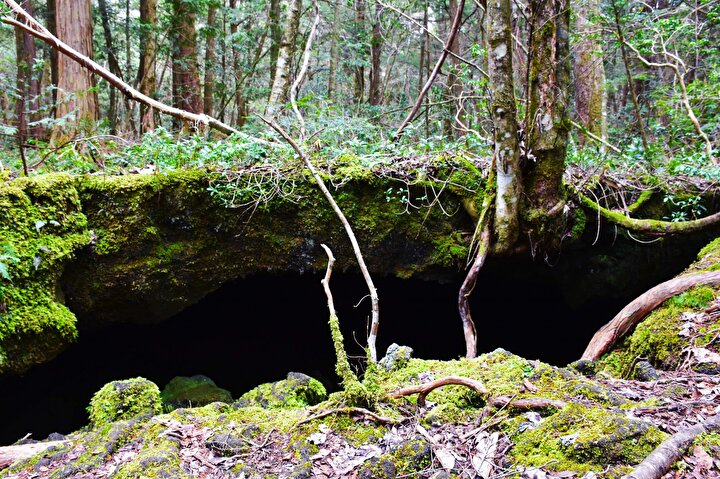 Japonya Nin Intihar Ormani Aokigahara Yeni Safak