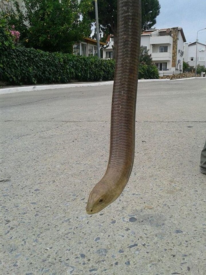 yeni safak