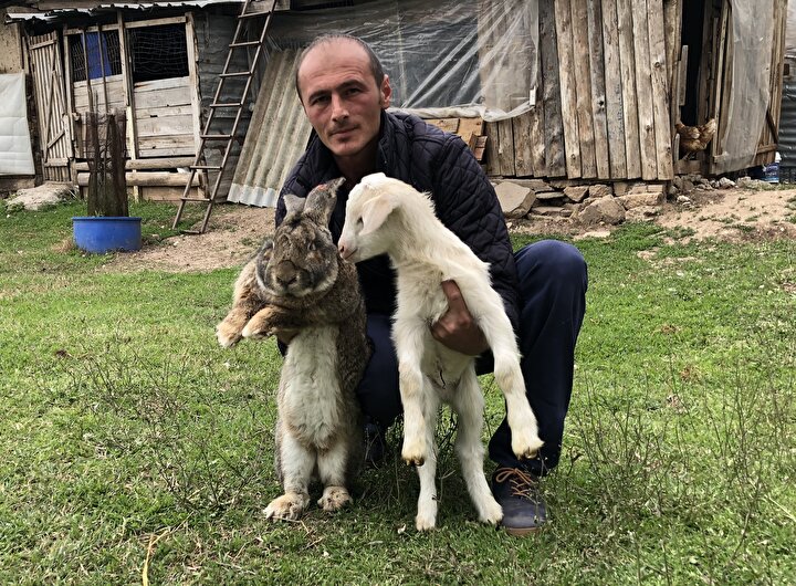 12 kiloluk dev tavsanlar kirmizi etin alternatifi olmaya aday tavsan eti yenir mi fiyati ne kadar yeni safak