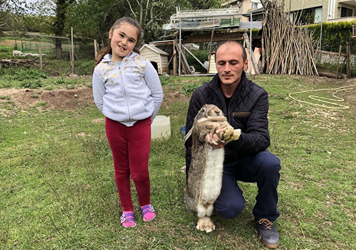 12 kiloluk dev tavşanlar kırmızı etin alternatifi olmaya aday! Tavşan