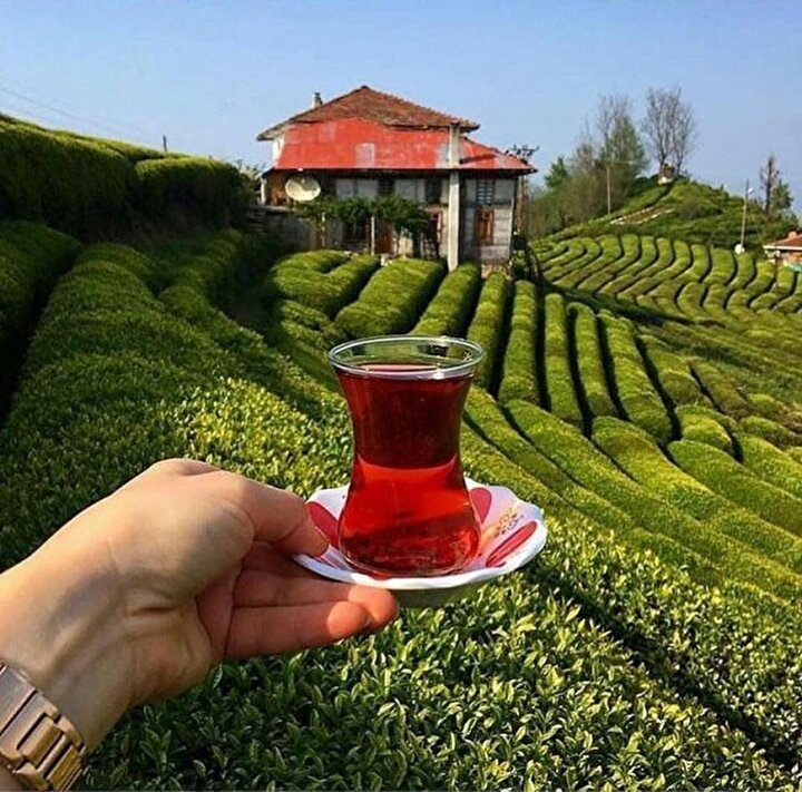 Rize Çayeli çay bahçesi büyük ilgi görüyor! Çay bahçesi ...