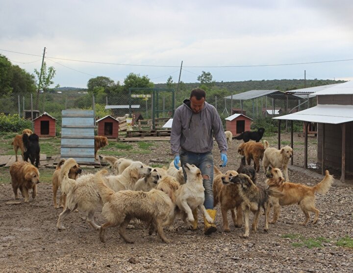 Huzur çiftliği 500 sokak köpeğini besleyip sahiplendiriyor