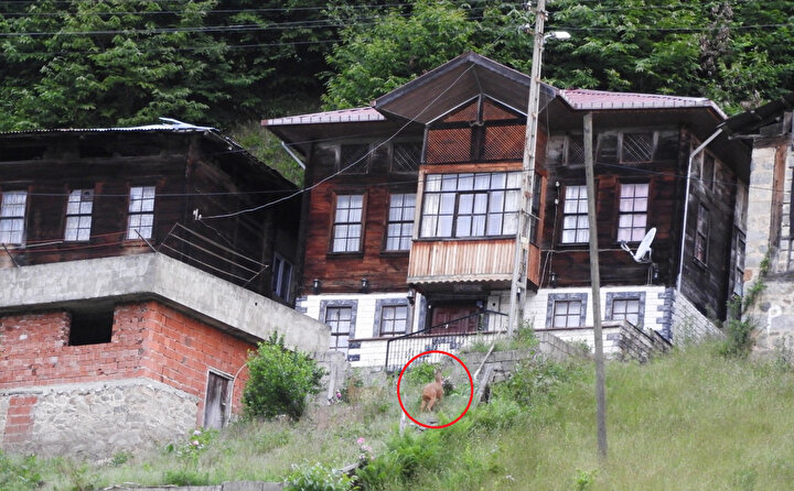 Rize De Mahalleye Inen Karacalar Goruntulendi