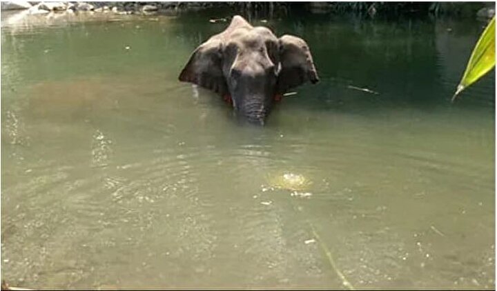 Ekipler, 2 fili nehre indirerek zarar gören fili kurtarmaya çalıştı. Ancak fil, bulunduğu yerden çıkarılamadı. İnsanların verdiği barut dolu ananası yiyen fil, nehrin ortasında telef oldu.