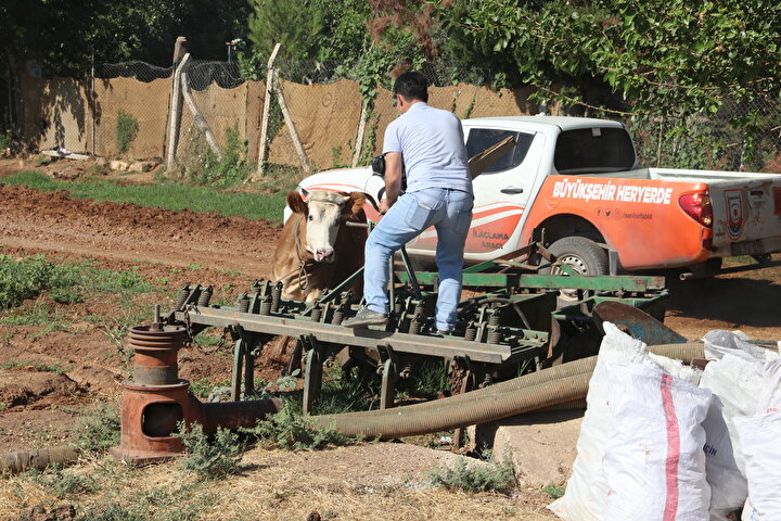 Sakinleşmesinin ardından ip bağlanan boğa, uzun uğraşlar sonucu bir kamyonetin kasasına bağlanarak, kurban kesim alanına götürüldü. 