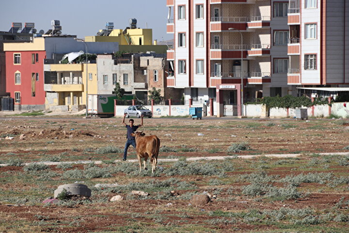 Kurbanlık sahibi Abdurrahman Baloz, boğanın ipinin kopmasının ardından ellerinden kaçırdıklarını belirterek, Saat 5.30#39;dan beri peşindeyiz. Yaklaşamıyoruz, yakalayamadığımız için ekipleri çağırdık onlar iğne vuracaklar dedi.  