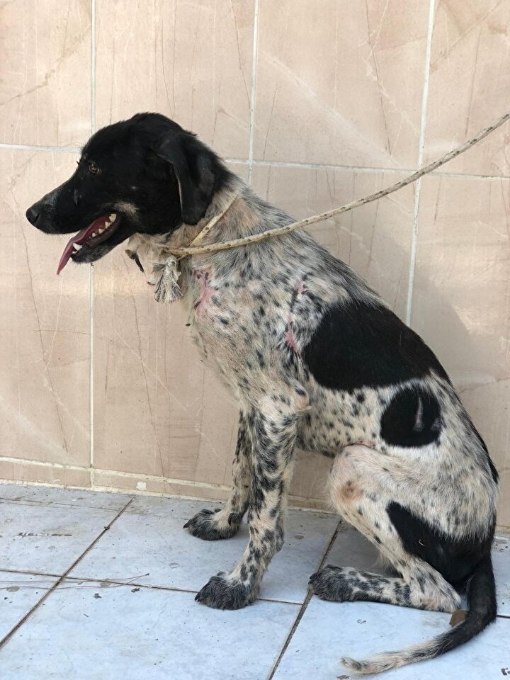 köpeğin tüyleri ne kadar sürede uzar