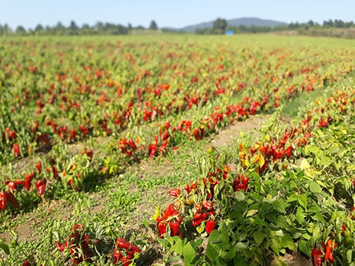Kapya Biber Ciftciyi Yakti Markette Salcanin Kilosu 35 Tl Tarlada Biberin Kilosu 45 Kurus