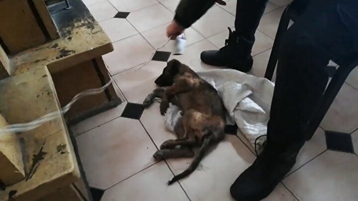 Bolu Haberleri Donmak Uzere Buldugu Yavru Kopegi Sac Kurutma Makinesiyle 7 Saat Isitti Yeni Safak