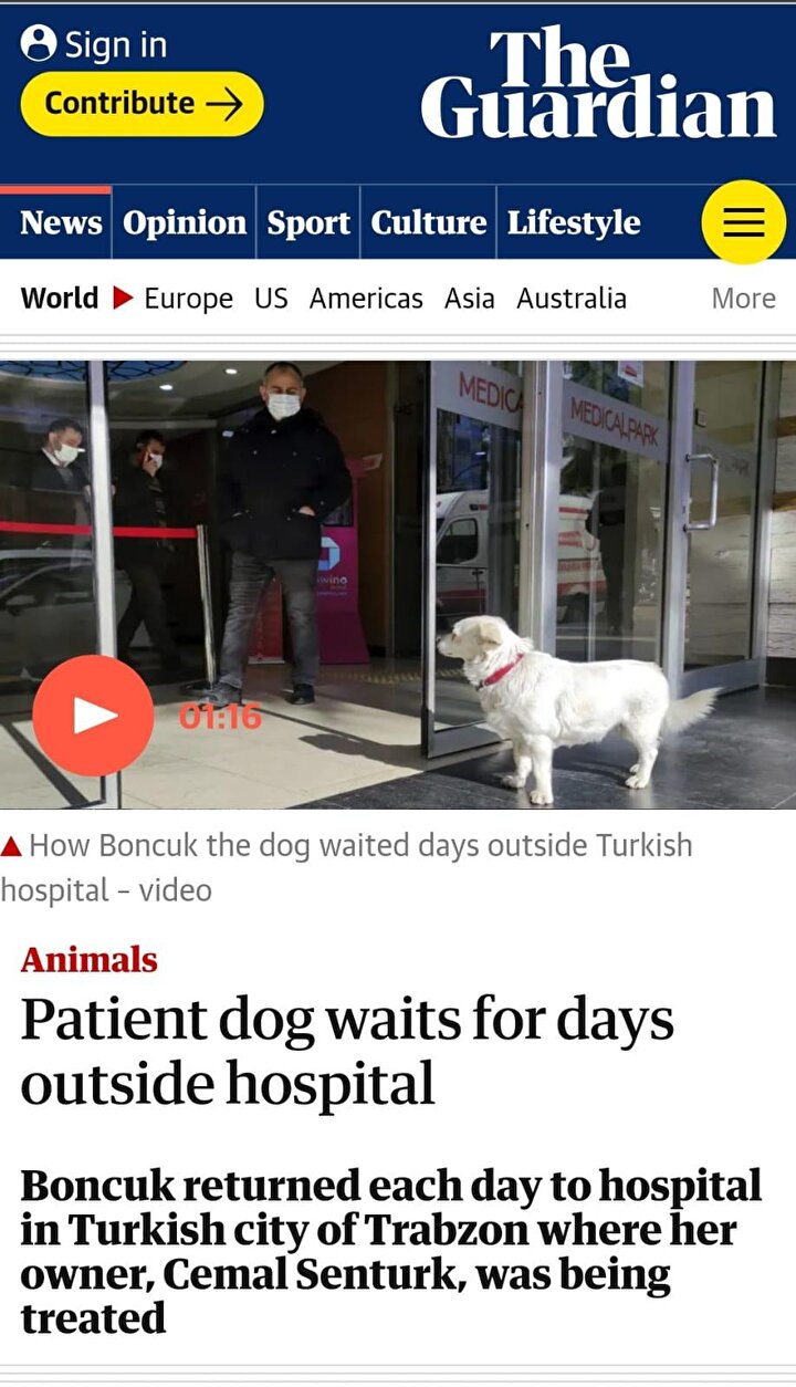 . Şentürk’ün yakınları tarafından eve götürülen sevimli köpek, her defasında yeniden hastaneye döndü. Sevimli köpek, hastane personeli ve vatandaşların ilgi odağı oldu. 