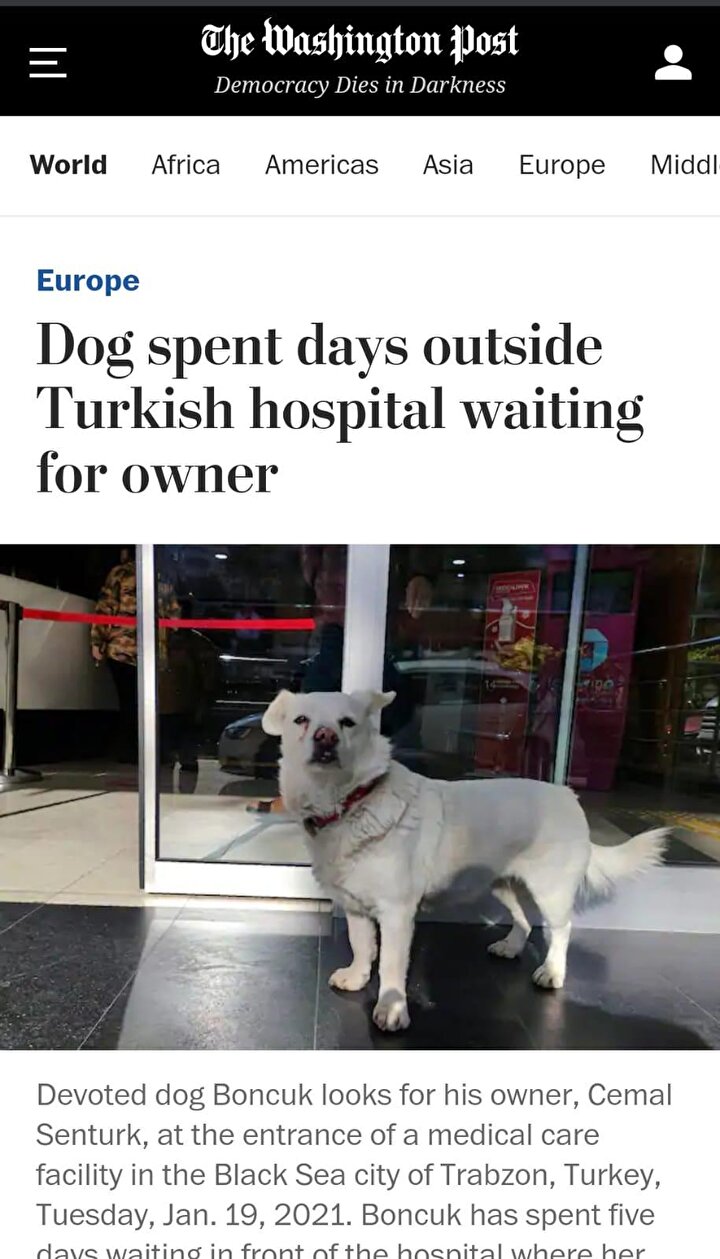 Cemal Şentürk, 14 Ocak’ta Medical Park Trabzon Karadeniz Hastanesine kaldırıldı. Cemal Şentürk tedaviye alınırken, sahibinin taşındığı ambulansı takip eden Boncuk isimli köpek de hastanenin giriş kapısı önünde beklemeye başladı.