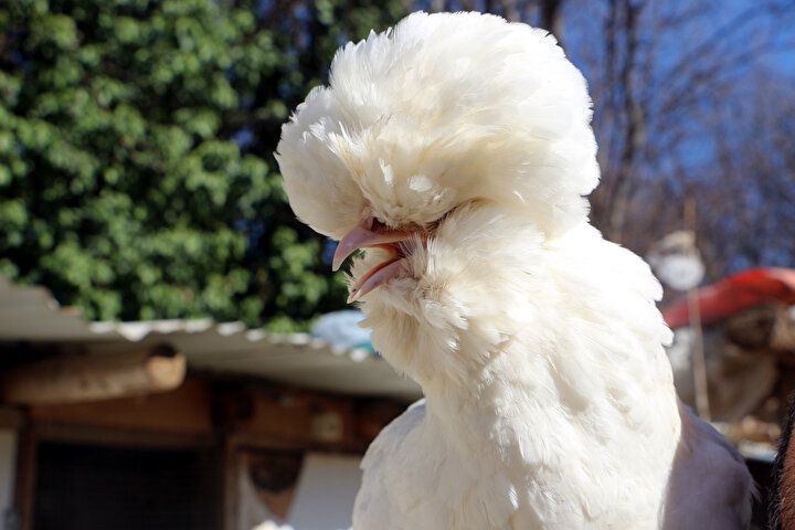 Bu Tavugun Fiyati Sasirtiyor Bir Zamanlar Osmanli Saraylarinda Besleniyordu Yeni Safak Bu Tavugun Fiyati Sasirtiyor Bir Zamanlar Osmanli Saraylarinda Besleniyordu Yeni Safak