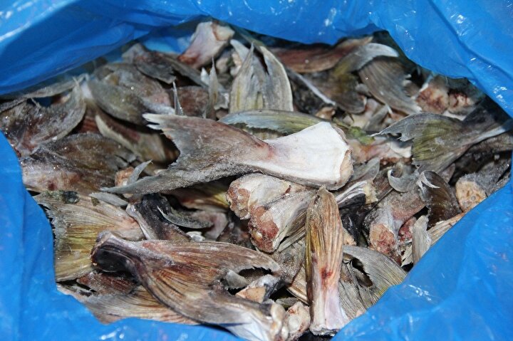 Balıkçılara kuyruk başına 5 lira ödeme yapılacak, müdürlükte derin dondurucuda saklanan kuyruklar ise bir süre sonra imha edilecek.