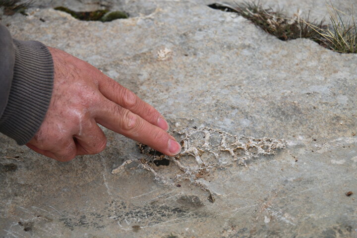 Adıyaman Müze Müdürü Mehmet Alkan ise Gastropod aleminden olan olan bu fosilin yumuşakça grubundan olduğunu belirterek, “Bunlar sığ olmayan denizel alanda, göllerde ve karalarda bulunmaktadır. Burada da bir kaya üzerine sabitleşmiş şekilde, ortaya çıkıyor. Bu fosil kayaçların yaşlarını tespit etmekte de kullanılan bir fosildir. Yaklaşık 70 milyon yıllık olan bir fosil kaya üzerinde karşımıza çıkmaktadır diye konuştu.