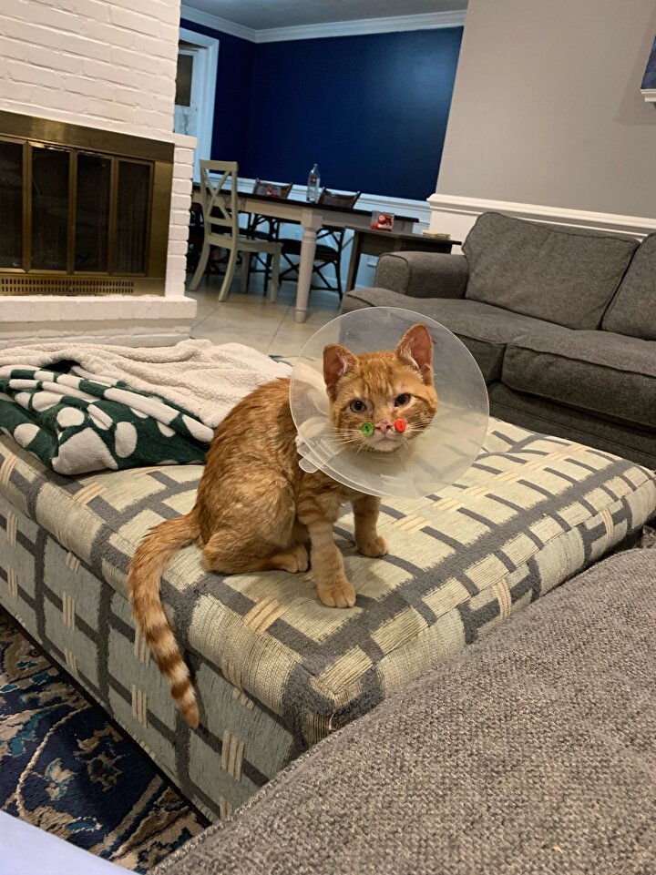 https www yenisafak com foto galeri dunya abdde yuzu parcalanmis kedi dugmelerle tedavi edildi 2046535