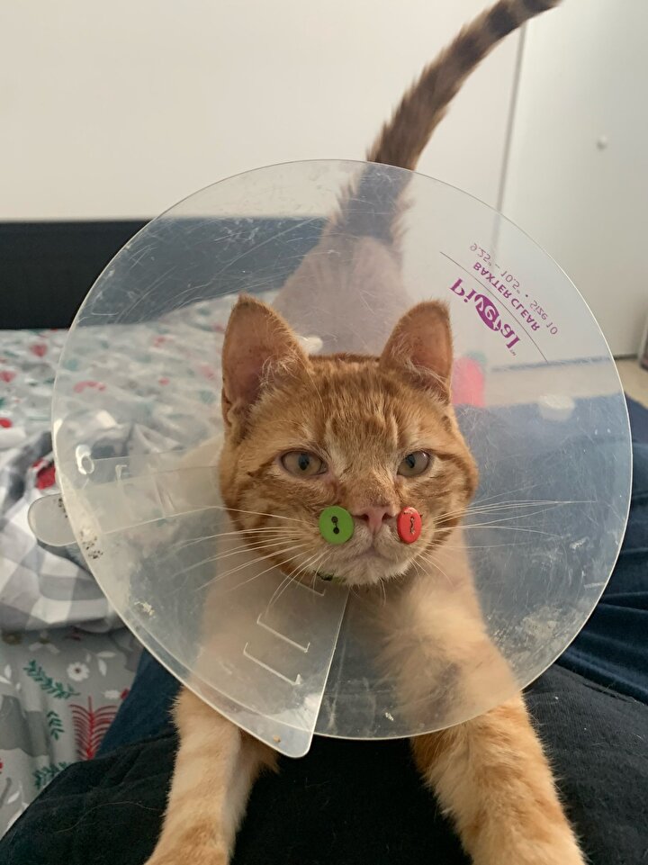 https www yenisafak com foto galeri dunya abdde yuzu parcalanmis kedi dugmelerle tedavi edildi 2046535