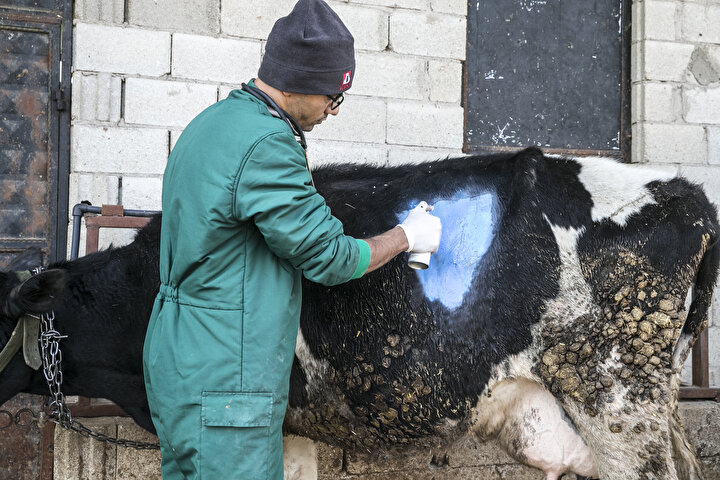 Veteriner hekim Ahmet Tutar, tarafından metal dedektörü ile yapılan muayenede ineğin karnında metal olduğu tespit edildi.