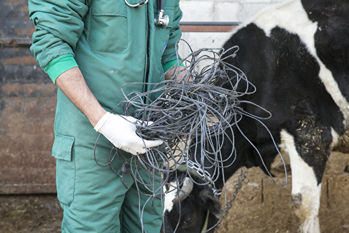 Başarılı bir operasyonla ineği sağlığına kavuşran veteriner hekim Ahmet Tutar, hayvanın gebeliğinde karnının normalden daha fazla şiştiğini tespit ettiklerini anlattı.