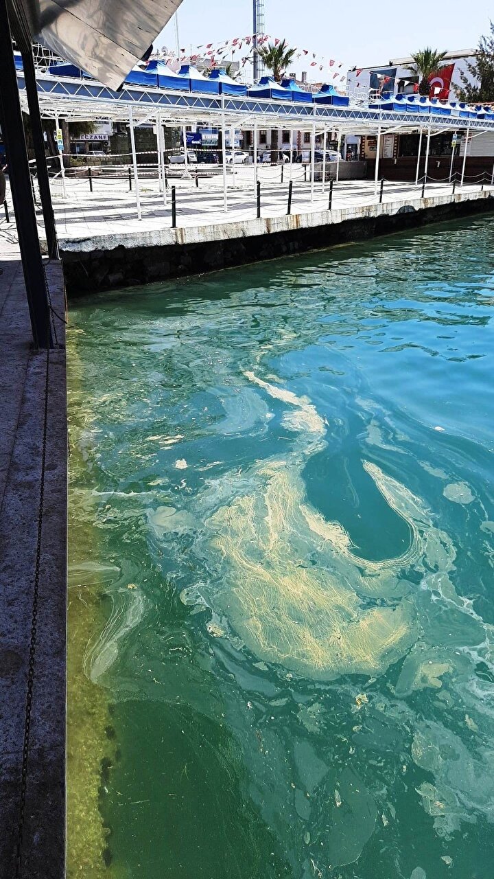 ayvalik ta deniz salyasi alarmi yeni safak