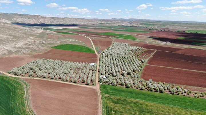 Sivas'ta çiçek açan vişne ağaçlar görsel şölen oluşturdu 2 210fa7787c8a42e6b798c80cf358c0a2
