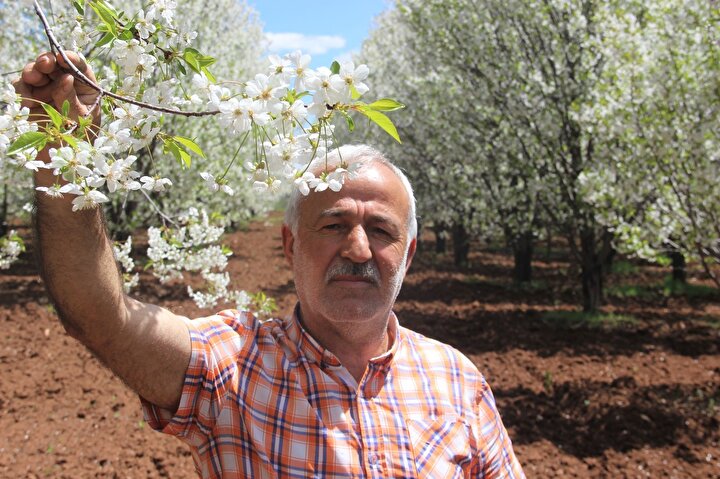 Sivas'ta çiçek açan vişne ağaçlar görsel şölen oluşturdu 5 991805b834a747d493abb32f2e2b4627