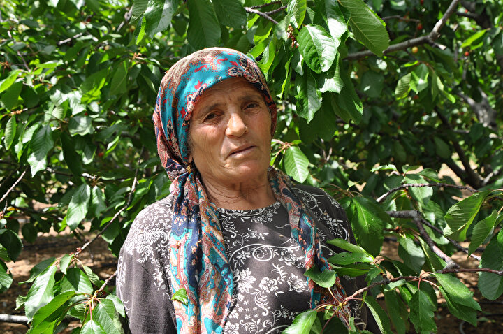 Turfanda kiraz 50 liradan alıcı buluyor 8 190954fb09f54227b97dfa941bff6f22