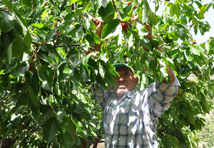 Turfanda kiraz 50 liradan alıcı buluyor 6 53077e23437c49069189da49f68830bb