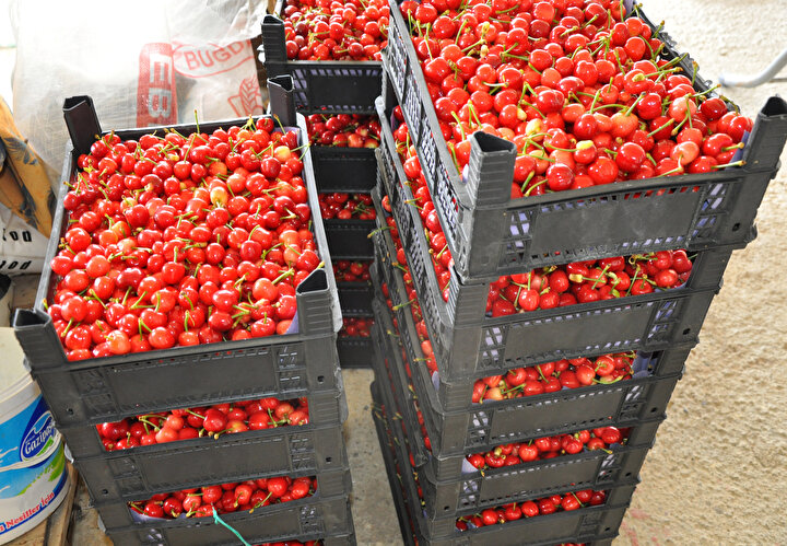 Turfanda kiraz 50 liradan alıcı buluyor 10 d20088b69c2e43edbcdcd8192c5a0ad8