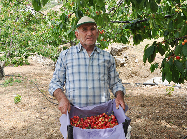Turfanda kiraz 50 liradan alıcı buluyor 2 efdafe0010034338bdd653ef67e5af2f
