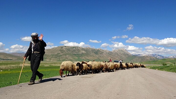 Göçerlerin yayla yolunda renkli yolculuğu 9 4485555e42143287