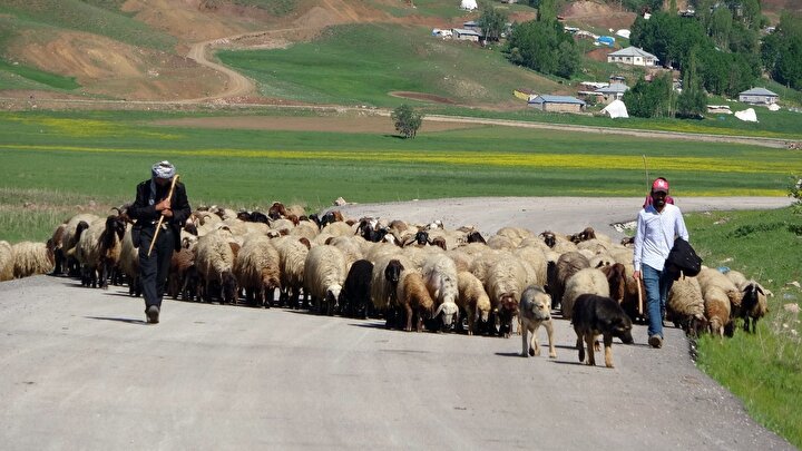 Göçerlerin yayla yolunda renkli yolculuğu 7 8eb6f62e42143284