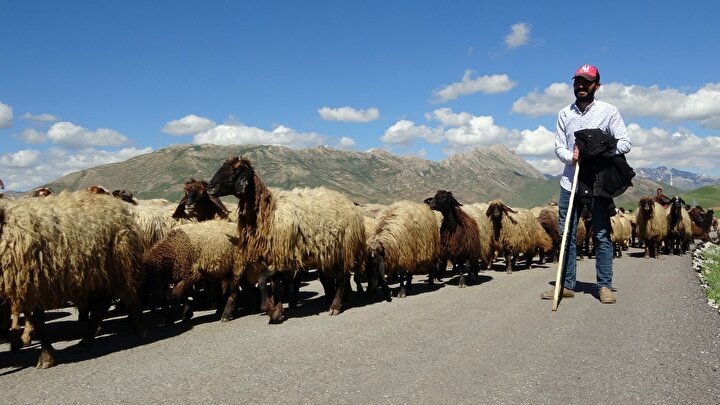 Göçerlerin yayla yolunda renkli yolculuğu 8 b9e7469842143286