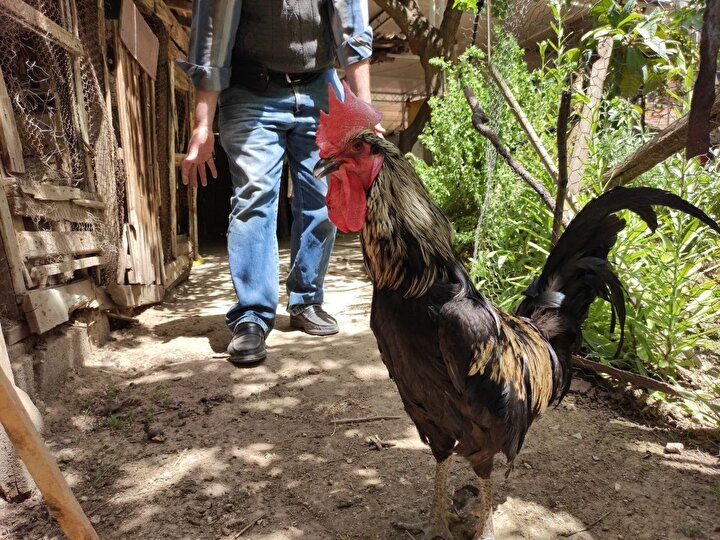 Salginda Ilgi Artti Fiyati 5 Bin Liraya Cikti Yeni Safak Salginda Ilgi Artti Fiyati 5 Bin Liraya Cikti Yeni Safak
