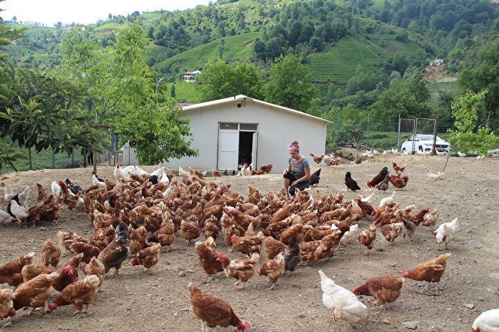 ozledigi koyune donup hayalini gerceklestirdi simdi tavuk ciftligi var yeni safak