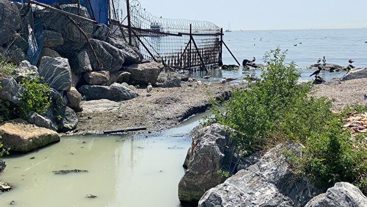 Kadıköy'de endişelendiren beyaz su: Sürekli hayvan ölüleri çıkıyor