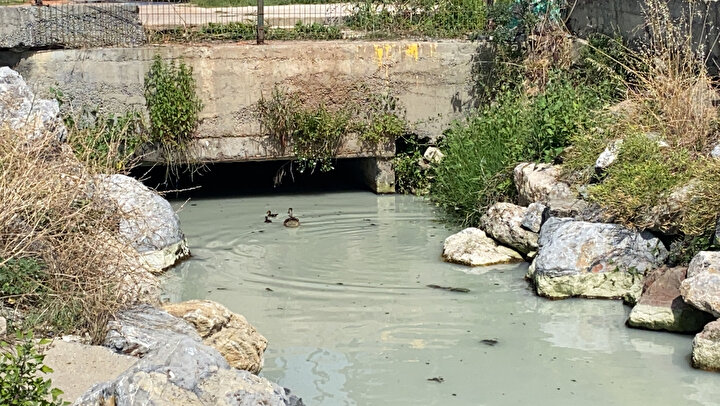 Kadıköy'de endişelendiren beyaz su: Sürekli hayvan ölüleri çıkıyor