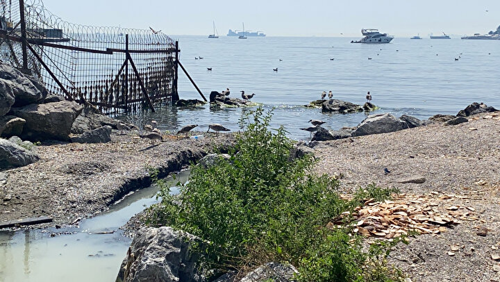 Kadıköy'de endişelendiren beyaz su: Sürekli hayvan ölüleri çıkıyor