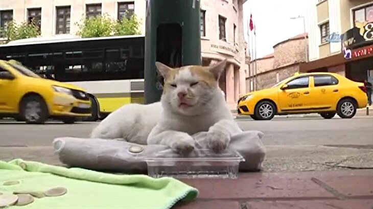 Mama masrafları için kedi dilendirmek