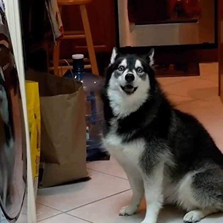 Tenis topunu makineye attığı için sahibine tepki gösteren köpek