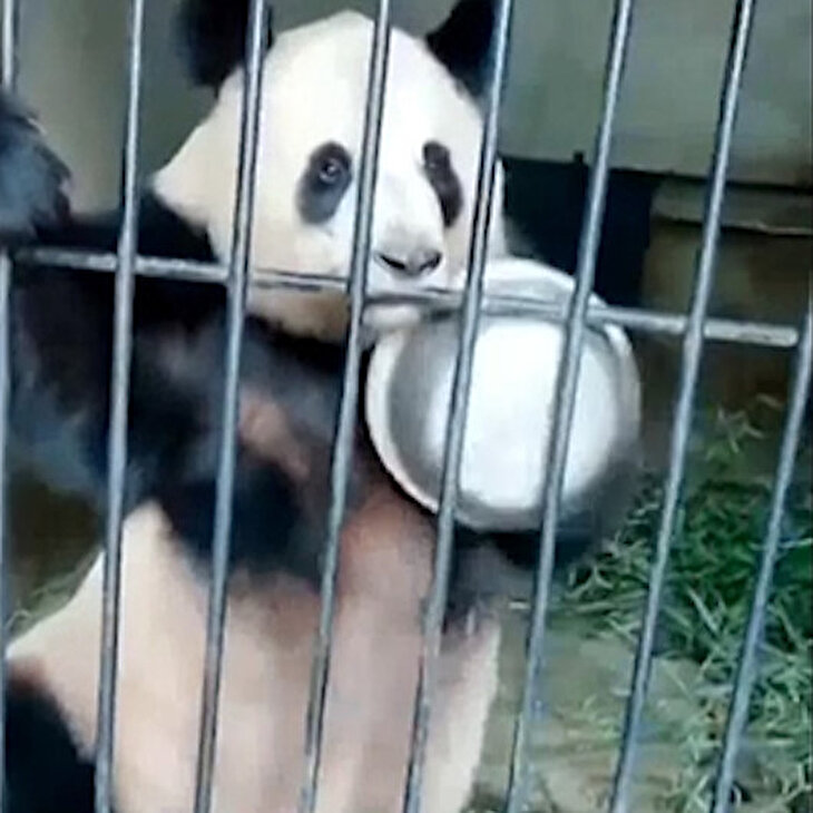 Mama gelmediği için öfkelenen panda sahibini protesto ediyor