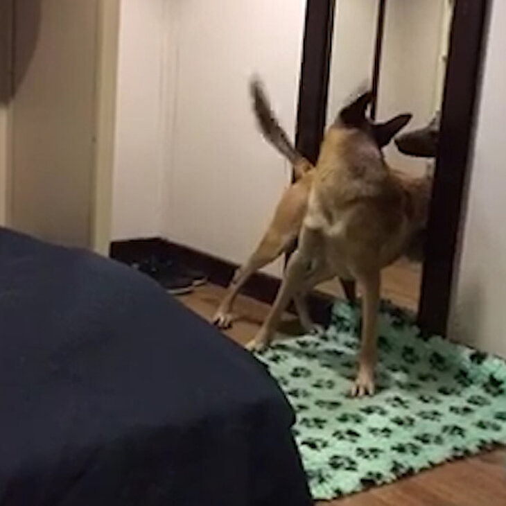 Aynada kendisini gören köpeğin gülümseten davranışları