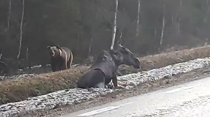 Trafik kazası geçiren geyiği ayı kapıyor