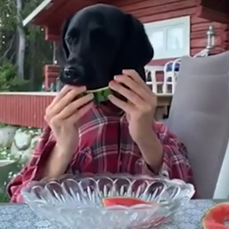 Karpuz meraklısı köpeğin sahibiyle yaptığı kafa karıştıran gösteri